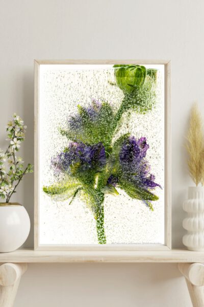 viola in knop