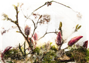 Fine Art Print "Magnosakura" 60x40 (gelimiteerde oplage)