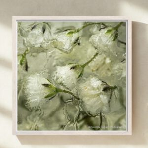 Fine Art Print "Fior di Ghiaccio" 60x60 (gelimiteerde oplage)